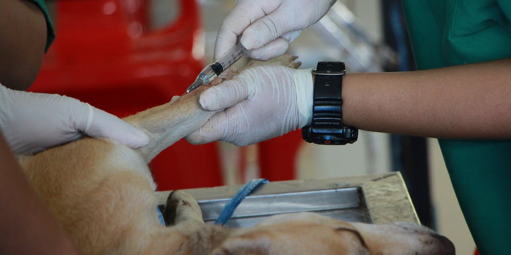 Veteriario inyectando a perrito